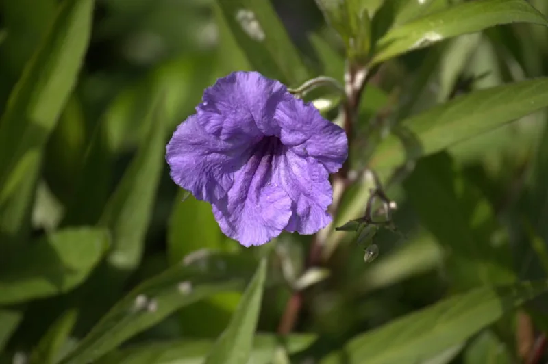 Ruellia - Ruellia simplex