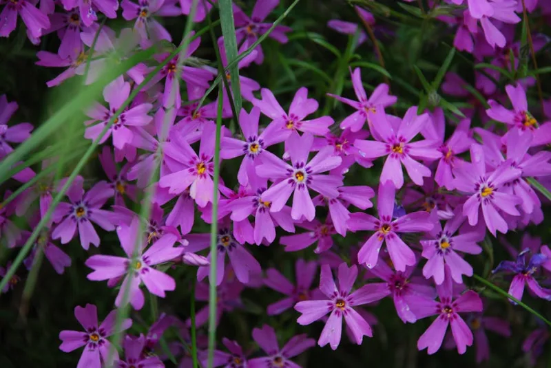 Sagina - Sagina subulata