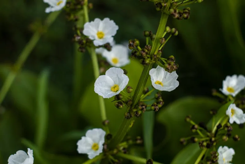 Sagittaria - Sagittaria sagittifolia
