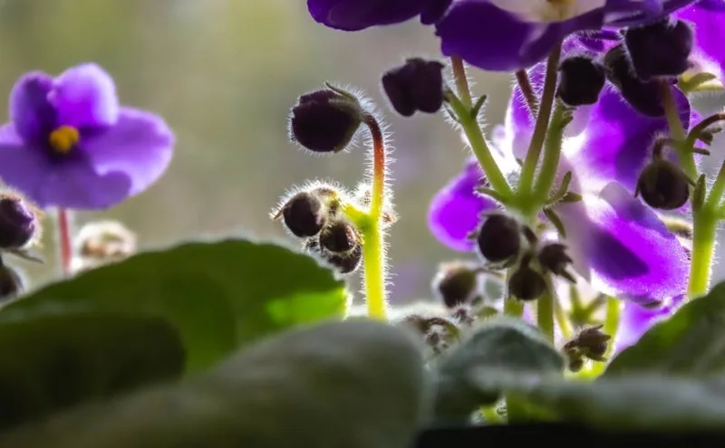 Saintpaulia Violetta Africana - Saintpaulia ionantha