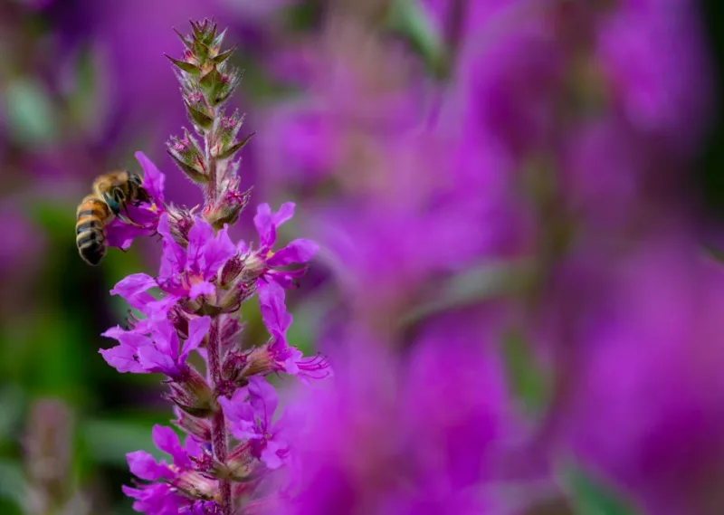 Salcerella - Lythrum salicaria