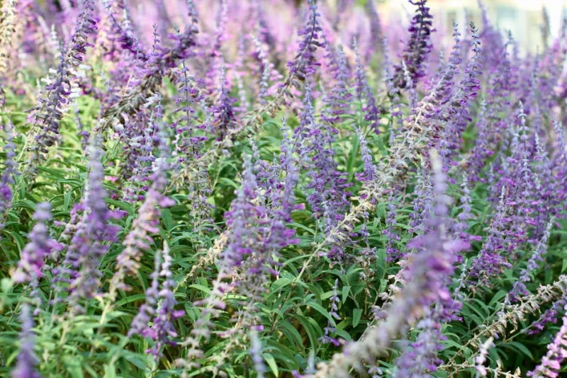 Salvia Chamaedryoides - Salvia chamaedryoides