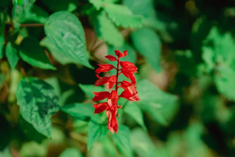 Salvia Elegans - Salvia elegans