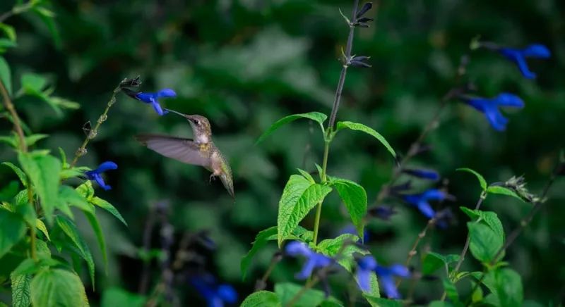 Salvia Guaranitica - Salvia guaranitica