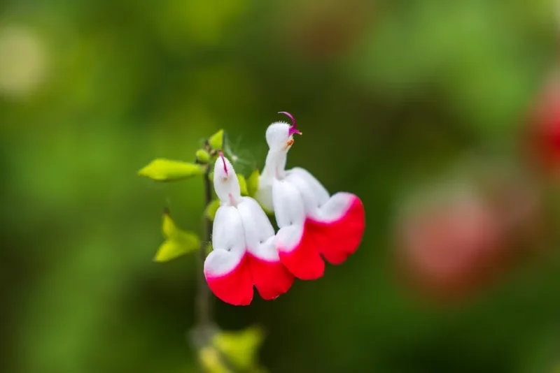 Salvia Hot Lips - Salvia microphylla 'Hot Lips'