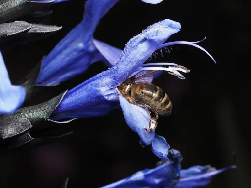 Salvia Patens - Salvia patens