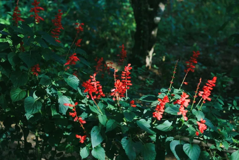 Salvia Splendens - Salvia splendens