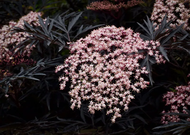 Sambucus Nigra - Sambucus nigra