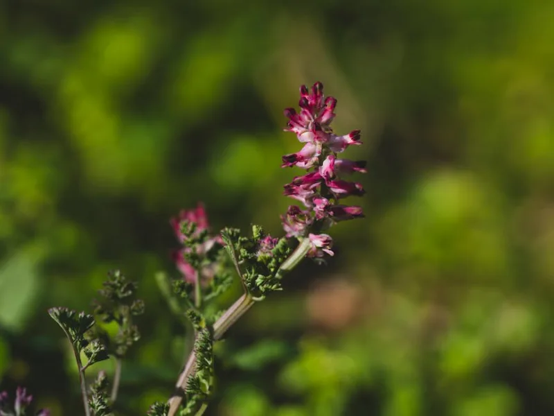 Sanguisorba - Sanguisorba officinalis