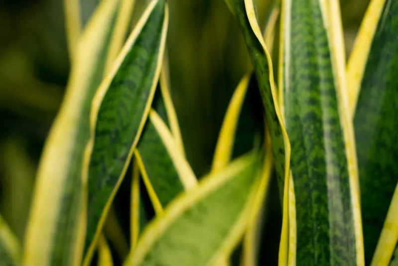 Sansevieria - Dracaena trifasciata