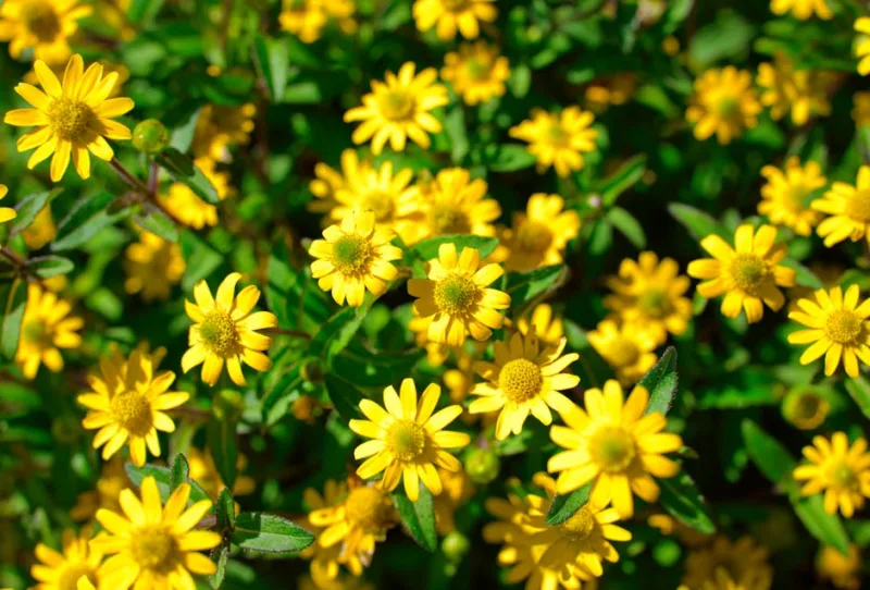 Sanvitalia Procumbens - Sanvitalia procumbens