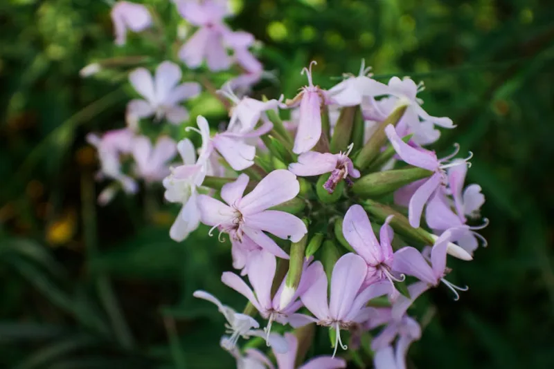 Saponaria Officinale - Saponaria officinalis