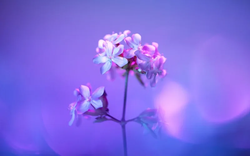 Saponaria - Saponaria ocymoides