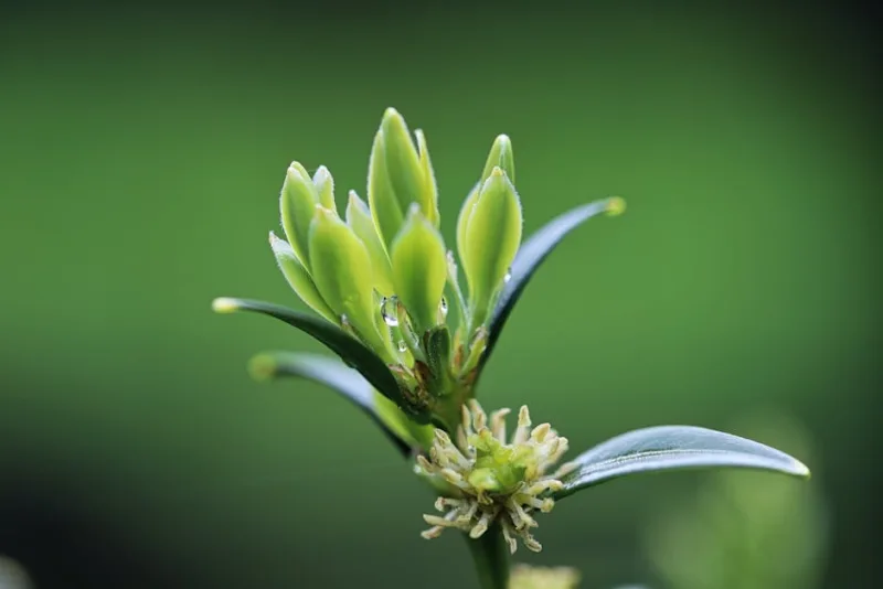 Sarcococca - Sarcococca confusa
