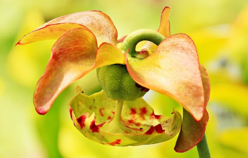 Sarracenia Purpurea - Sarracenia purpurea