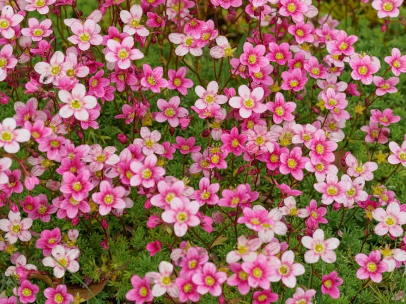 Saxifraga Arendsii - Saxifraga × arendsii