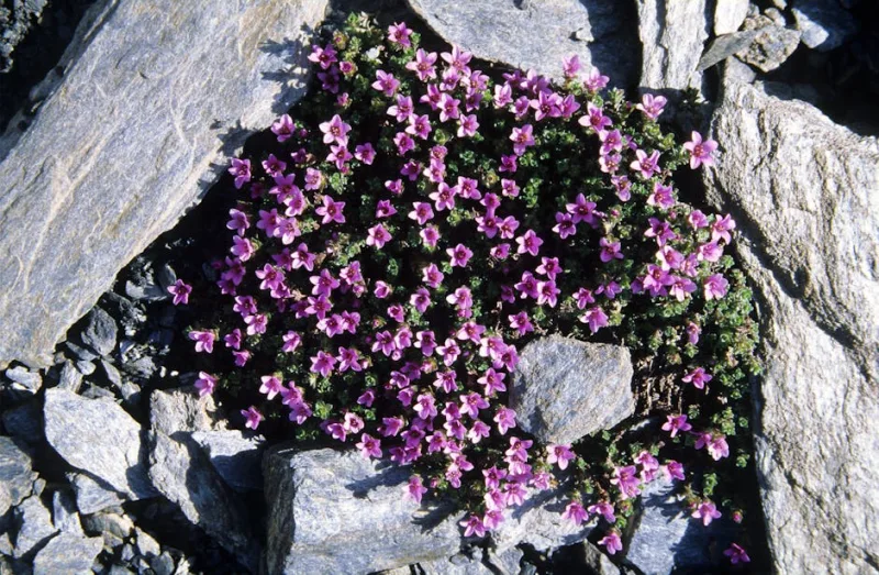 Saxifraga Oppositifolia - Saxifraga oppositifolia