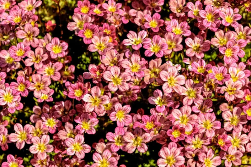 Saxifraga - Saxifraga spp.
