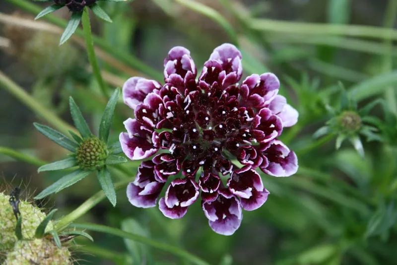 Scabiosa Black Knight - Scabiosa atropurpurea 'Black Knight'