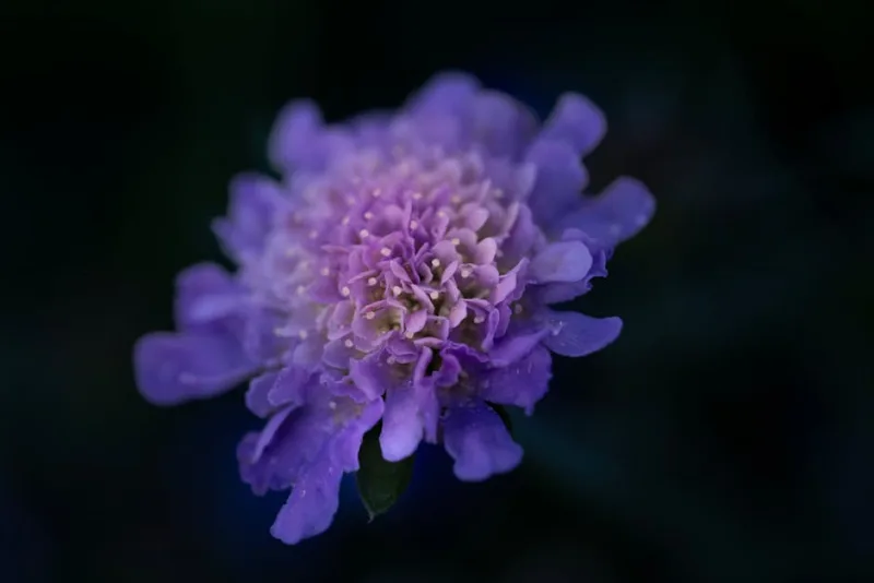 Scabiosa Fama Deep Blue - Scabiosa caucasica 'Fama Deep Blue'
