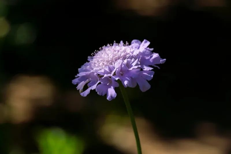 Scabiosa - Scabiosa columbaria