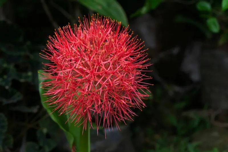 Scadoxus Multiflorus - Scadoxus multiflorus