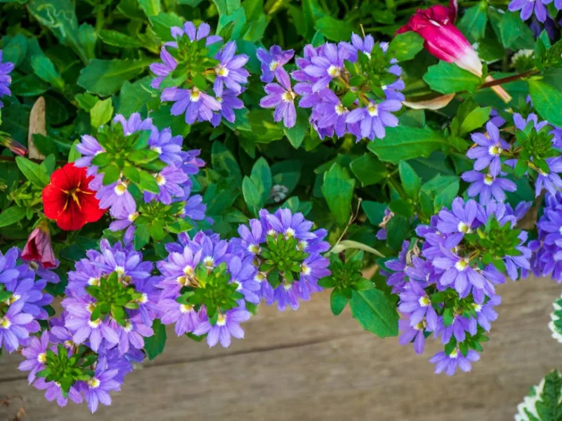 Scaevola - Scaevola aemula
