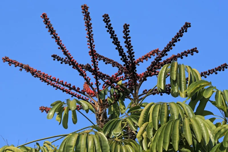 Schefflera - Schefflera arboricola