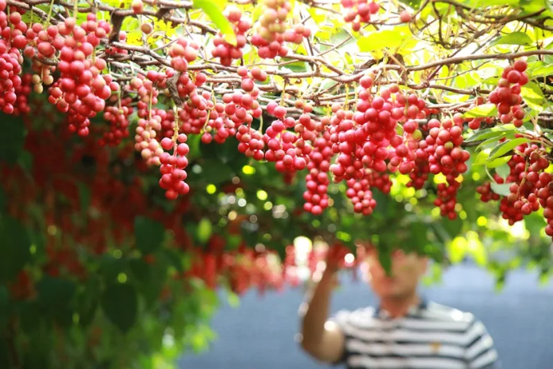 Schisandra Chinensis - Schisandra chinensis