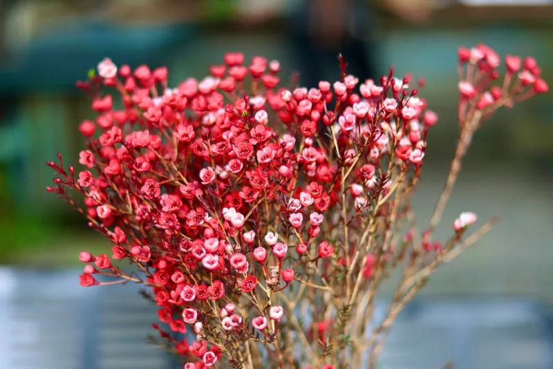 Schizachyrium Scoparium - Schizachyrium scoparium