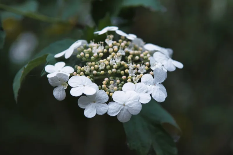 Schizophragma - Schizophragma hydrangeoides