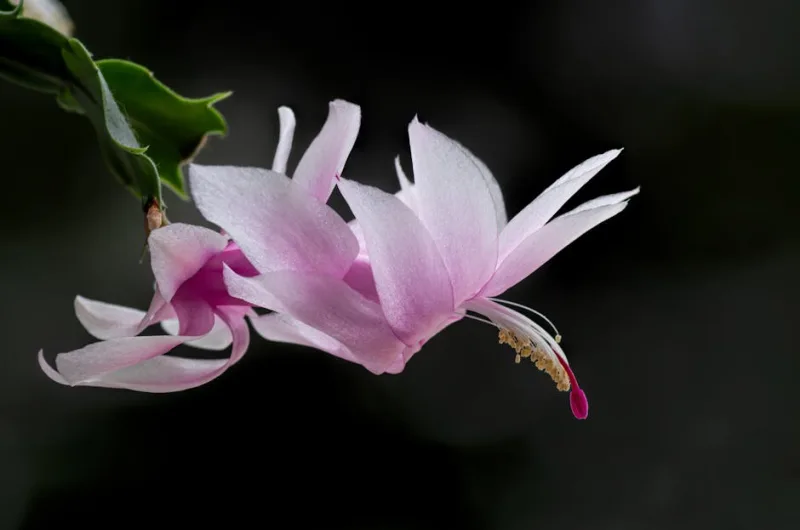 Schlumbergera Gold Charm - Schlumbergera 'Gold Charm'