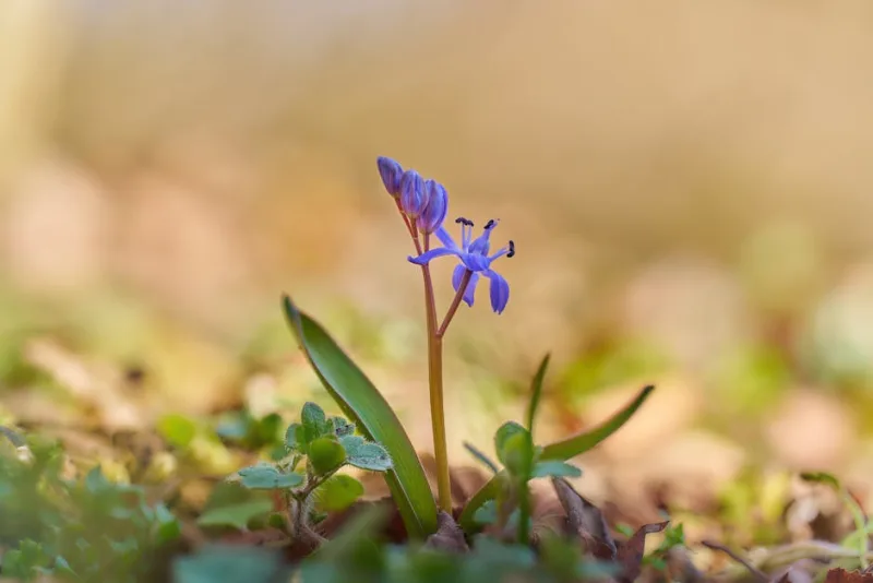 Scilla Bifolia - Scilla bifolia