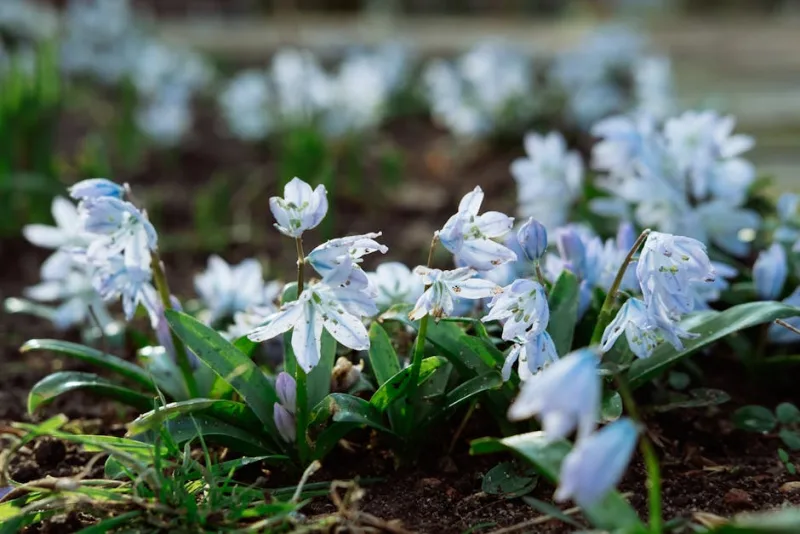 Scilla Peruviana - Scilla peruviana