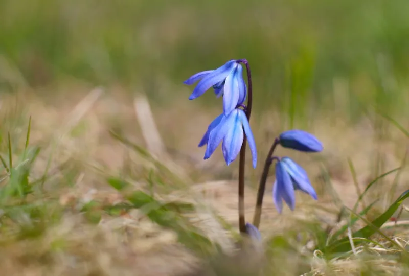 Scilla Siberica - Scilla siberica
