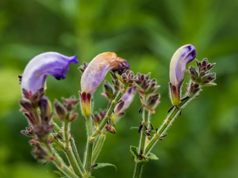 Scutellaria - Scutellaria incana