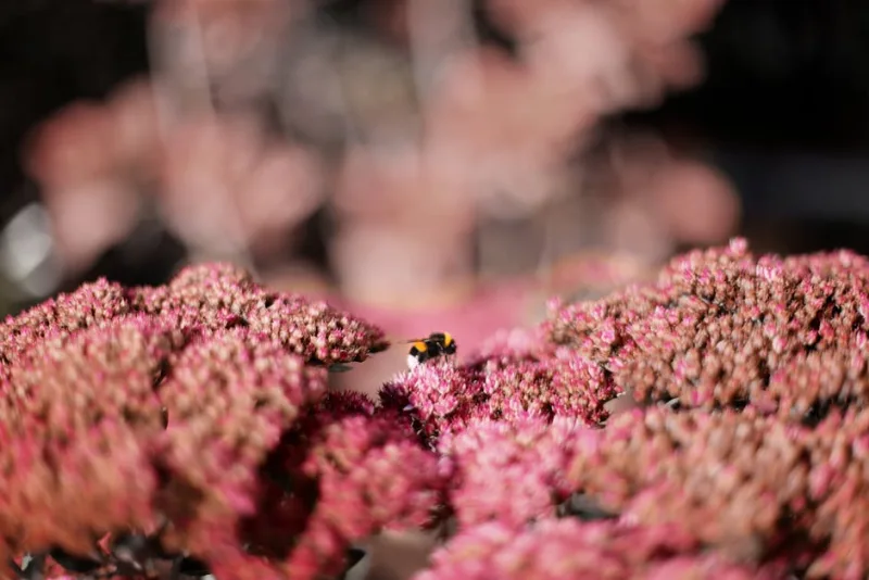 Sedum Spectabile - Sedum spectabile