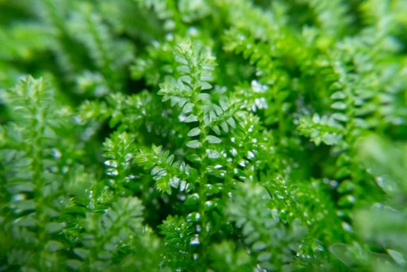 Selaginella - Selaginella kraussiana