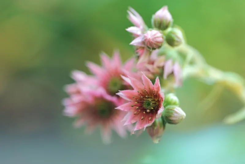 Sempervivum Cobweb - Sempervivum arachnoideum