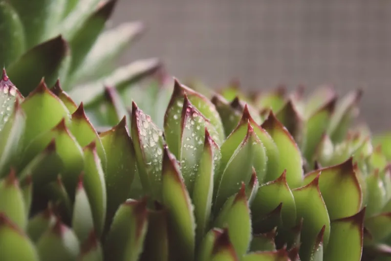 Sempervivum - Sempervivum tectorum