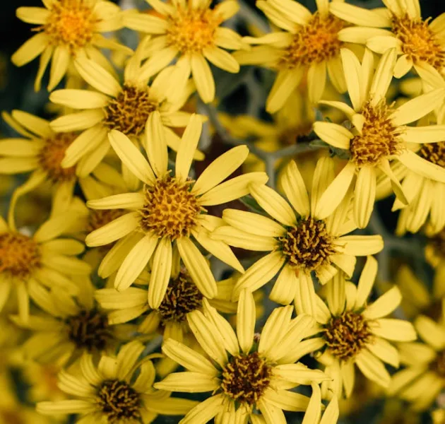 Senecio Cineraria - Jacobaea maritima