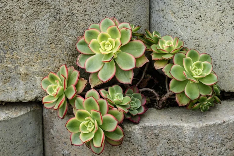 Senecio Haworthii - Curio haworthii