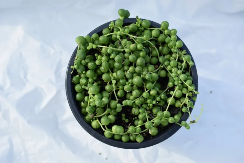 Senecio Rowleyanus - Senecio rowleyanus