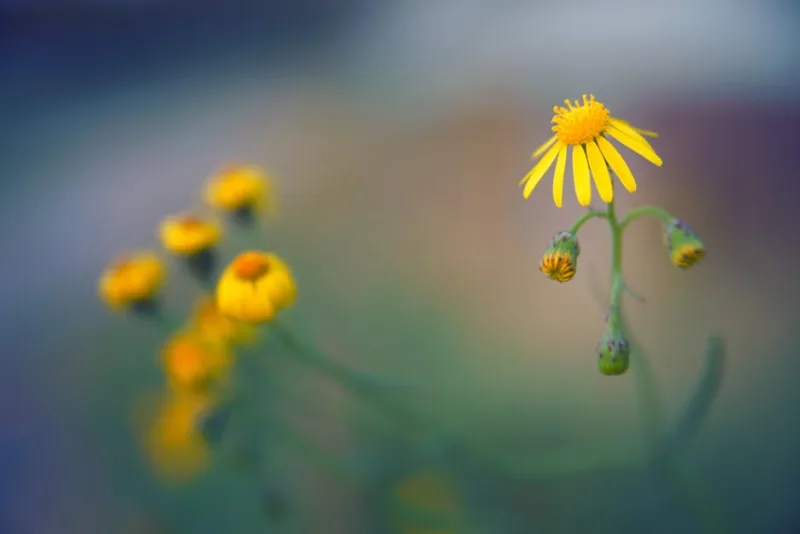 Senecio Serpens - Senecio serpens