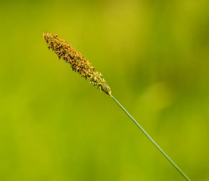 Sesleria Autumnalis - Sesleria autumnalis