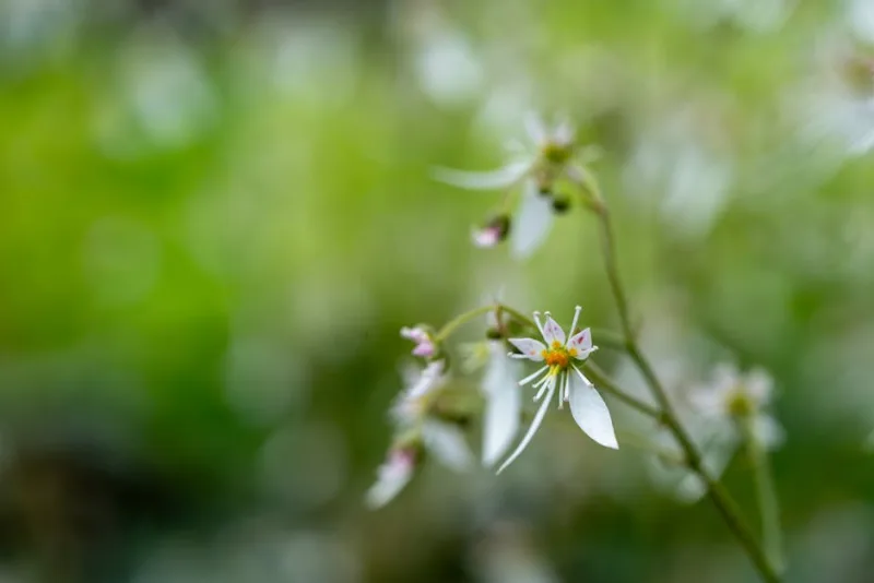 Shortia - Shortia galacifolia