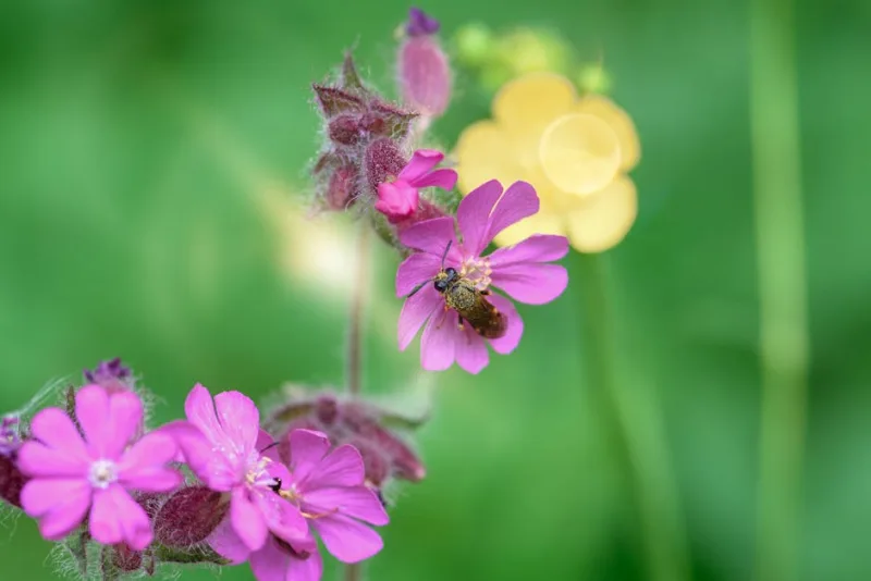 Silene Dioica - Silene dioica