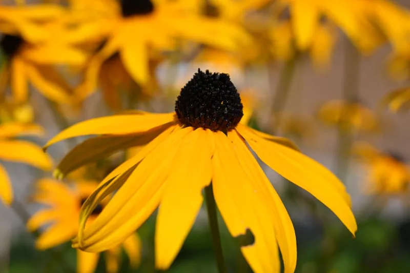 Silphium Perfoliatum - Silphium perfoliatum