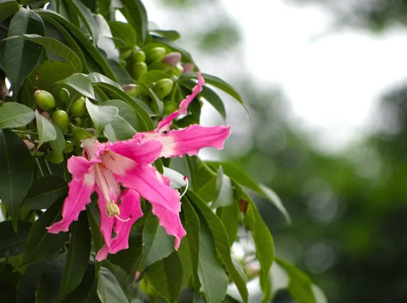 Sinningia Speciosa - Sinningia speciosa