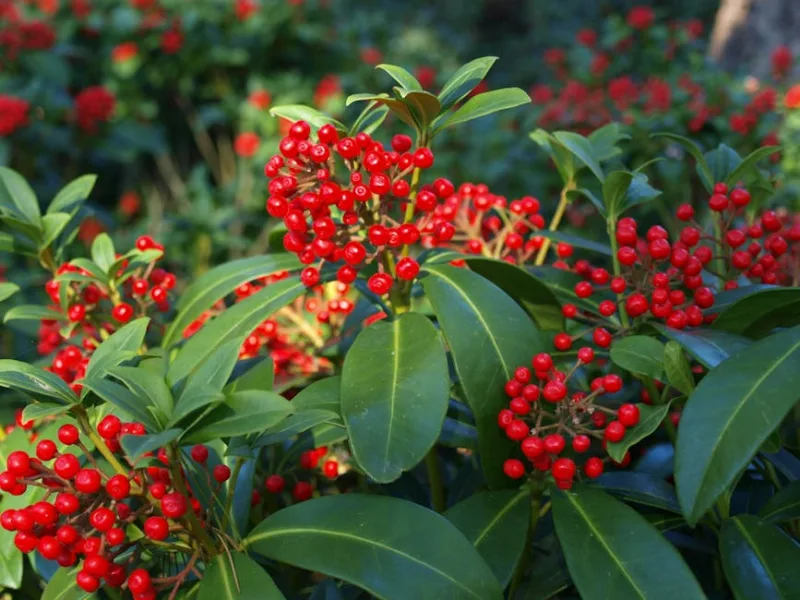 Skimmia Rubella - Skimmia japonica 'Rubella'